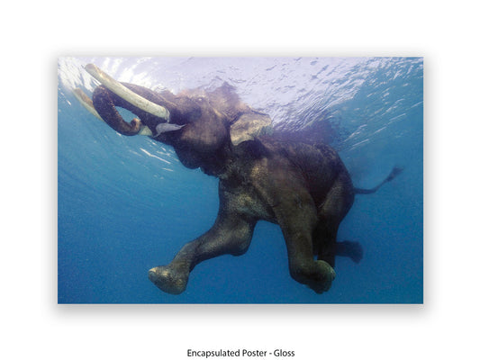 Elephant Underwater Wildlife Photo Poster