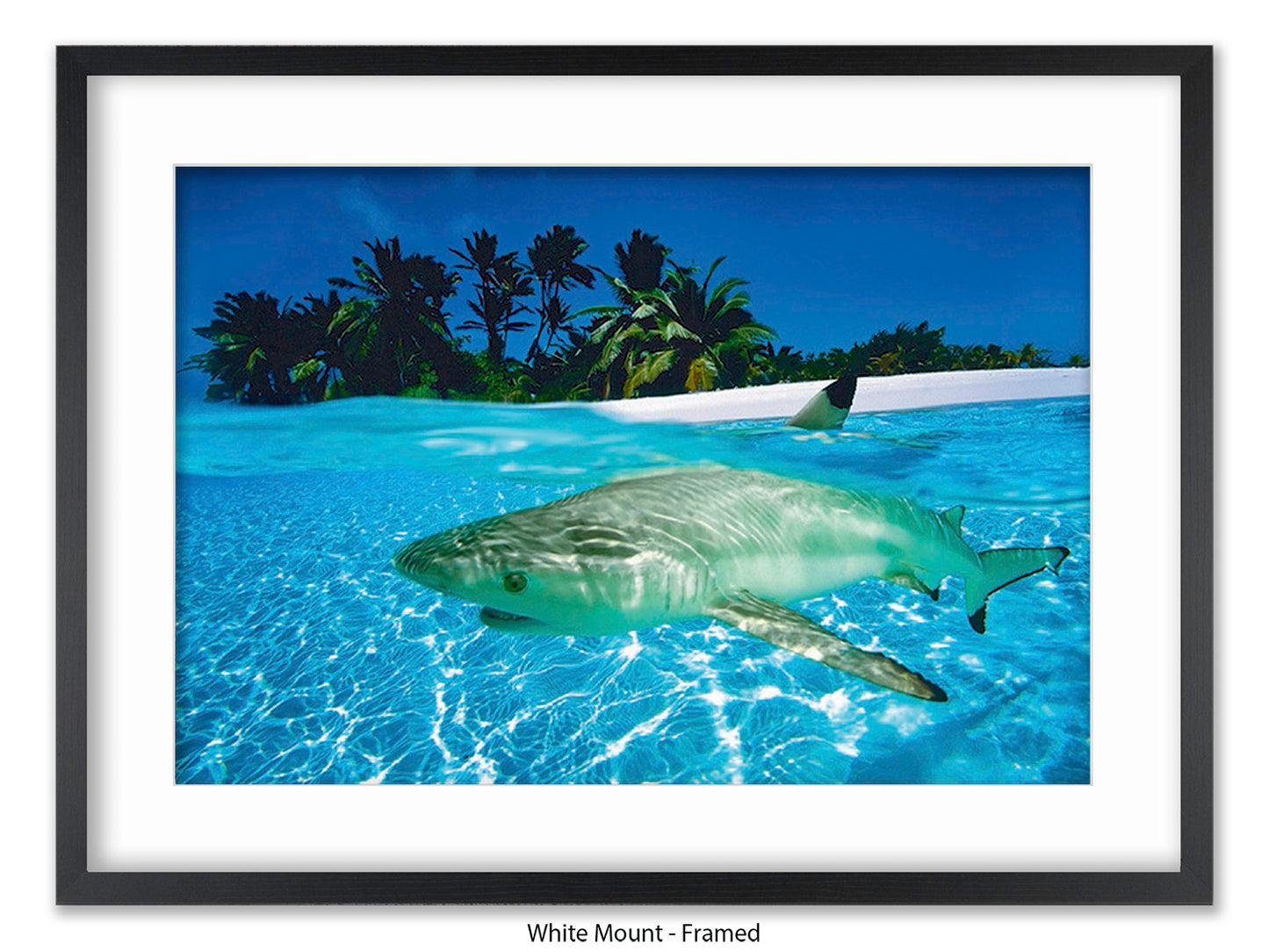 Black Tip Shark Marine Poster