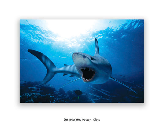Shark Ocean Marine Wildlife Poster