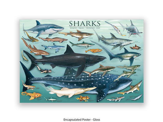 Sharks Species Chart Marine Poster