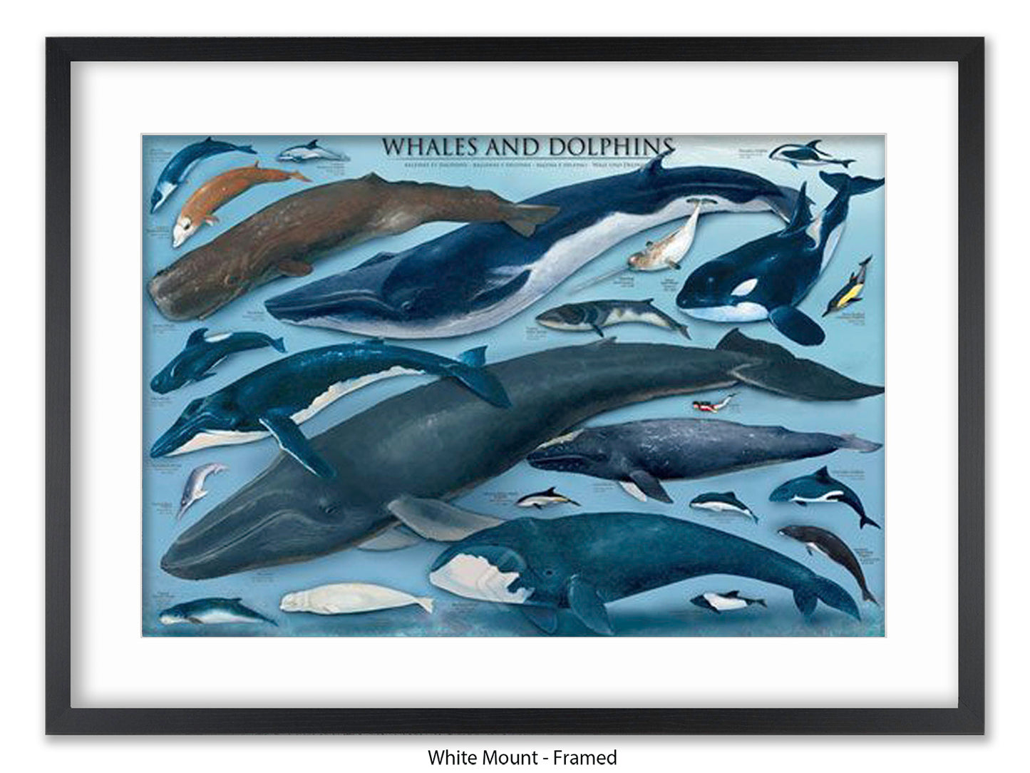 Whales & Dolphins Marine Chart Poster