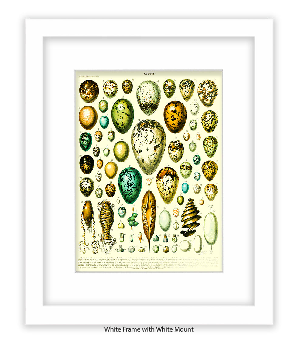 Eggs - Ceufs - Birds Art Print