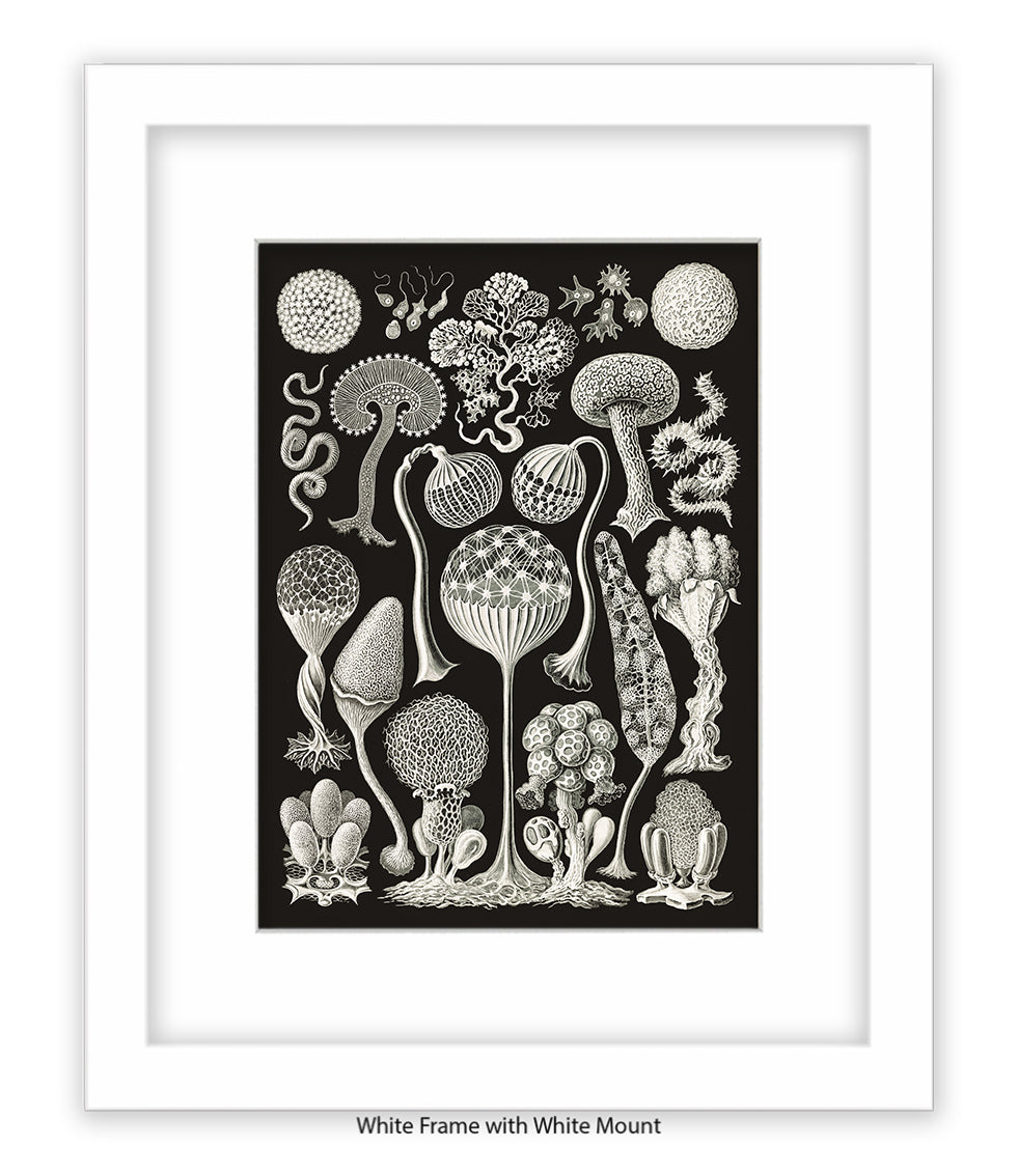 Funghi - Mushrooms Art Print