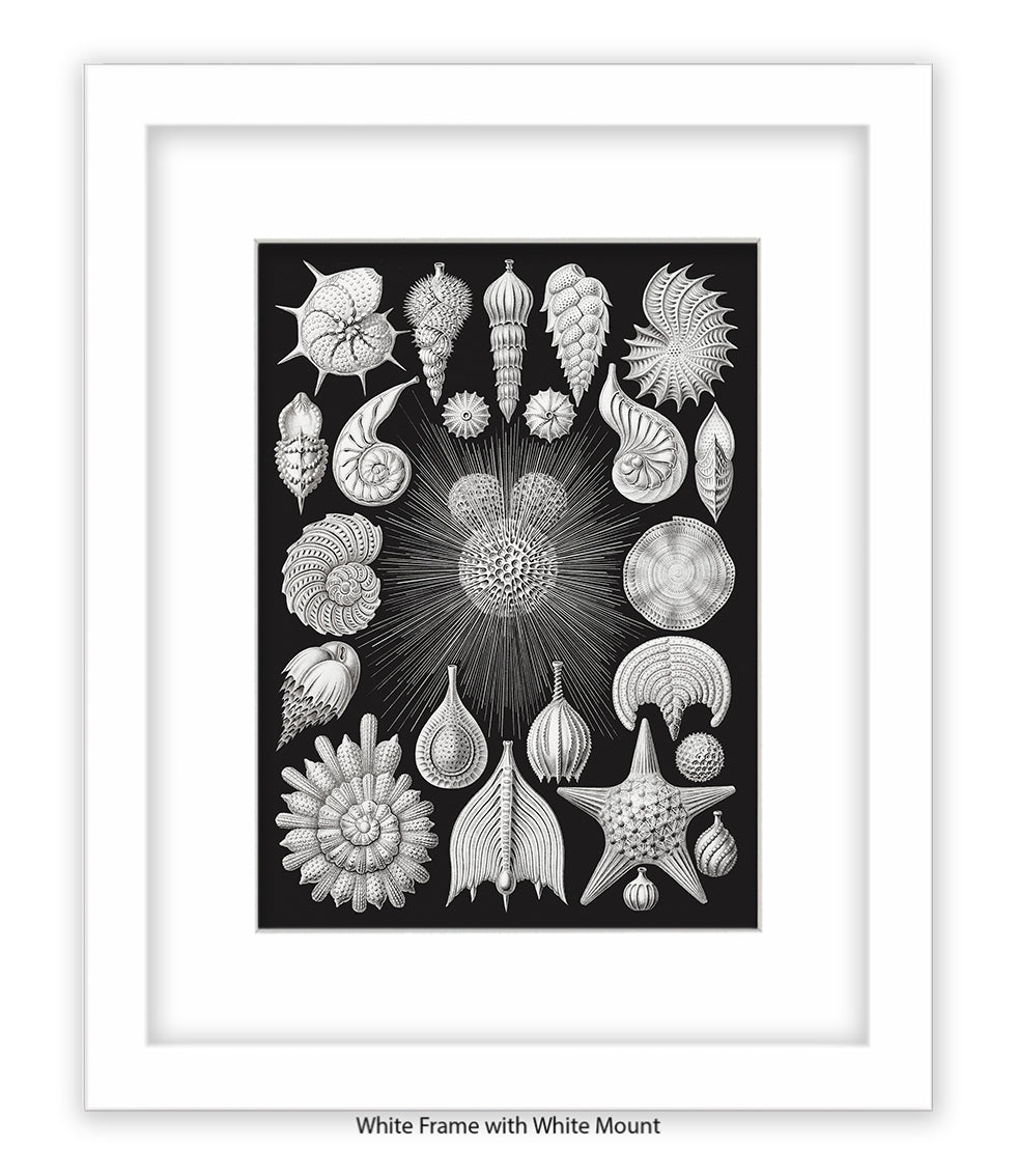 Halamophora. - Sea Shells Art Print