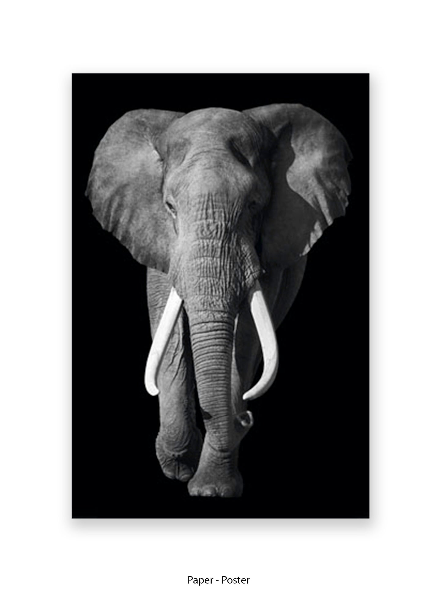 African Elephant - Black Background Giant Poster