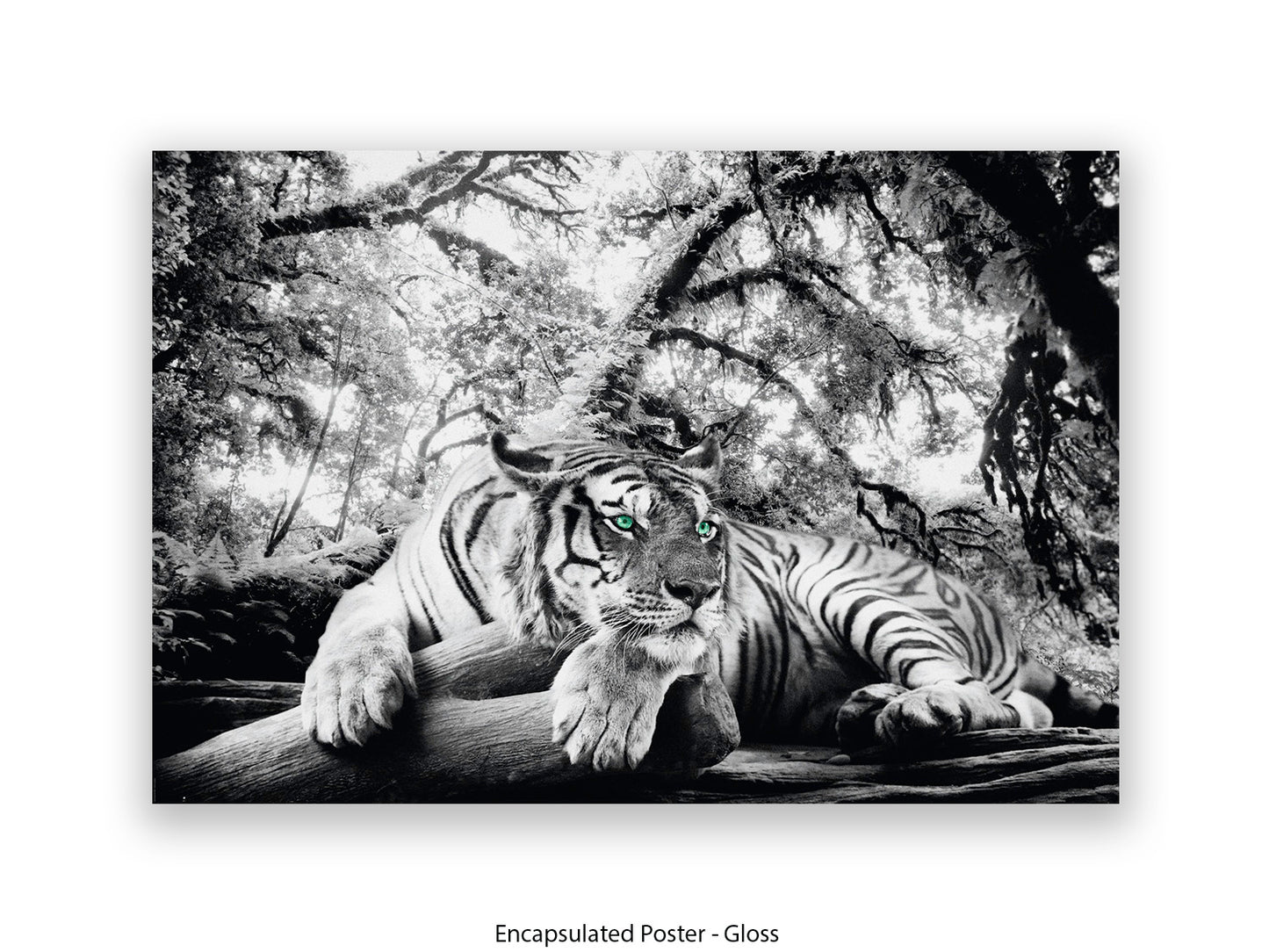 Tiger is watching you Giant Poster