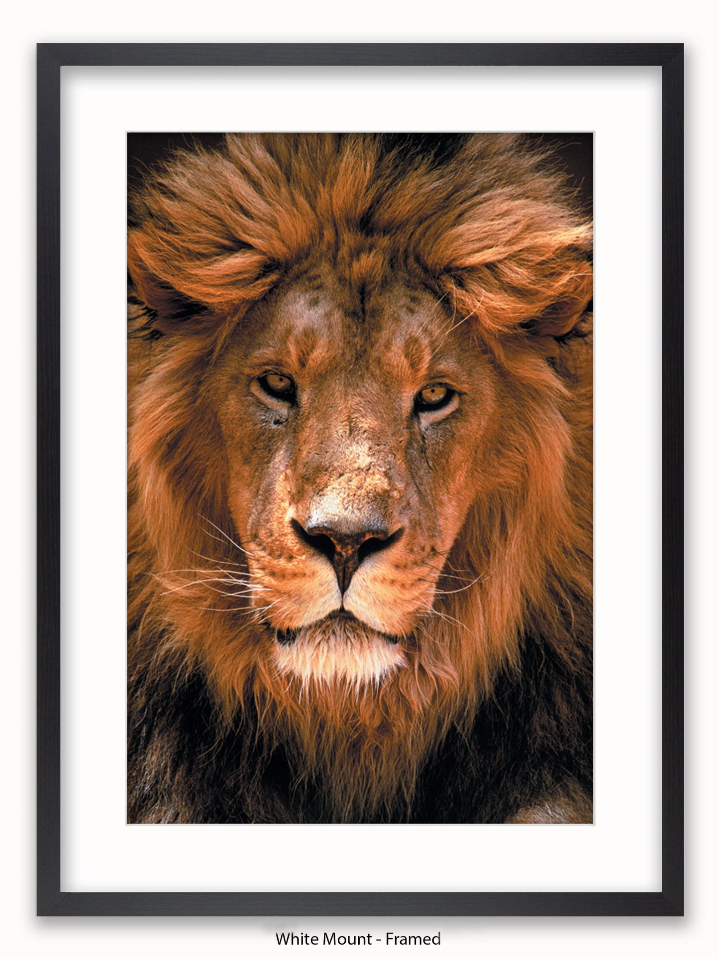 African Lion Face Poster
