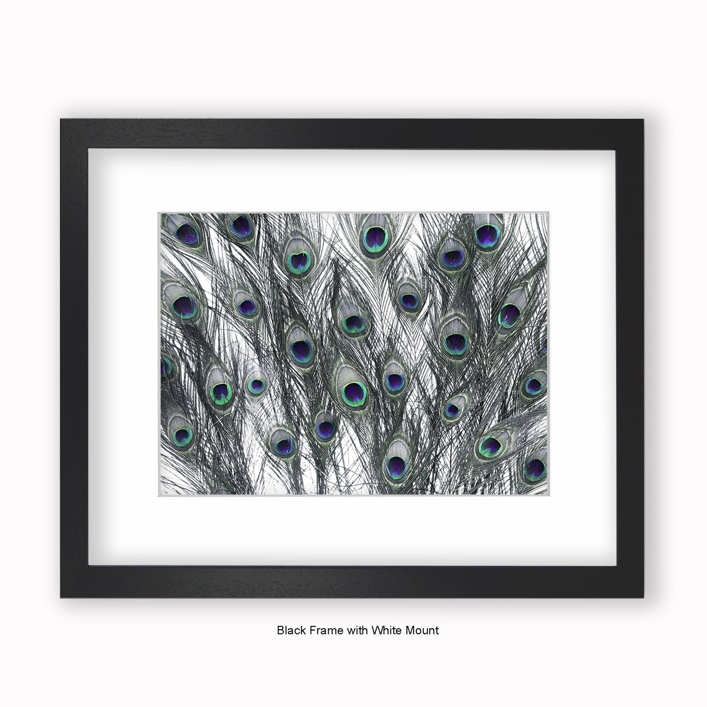 Peacock Feathers White - Mounted & Framed Art Print