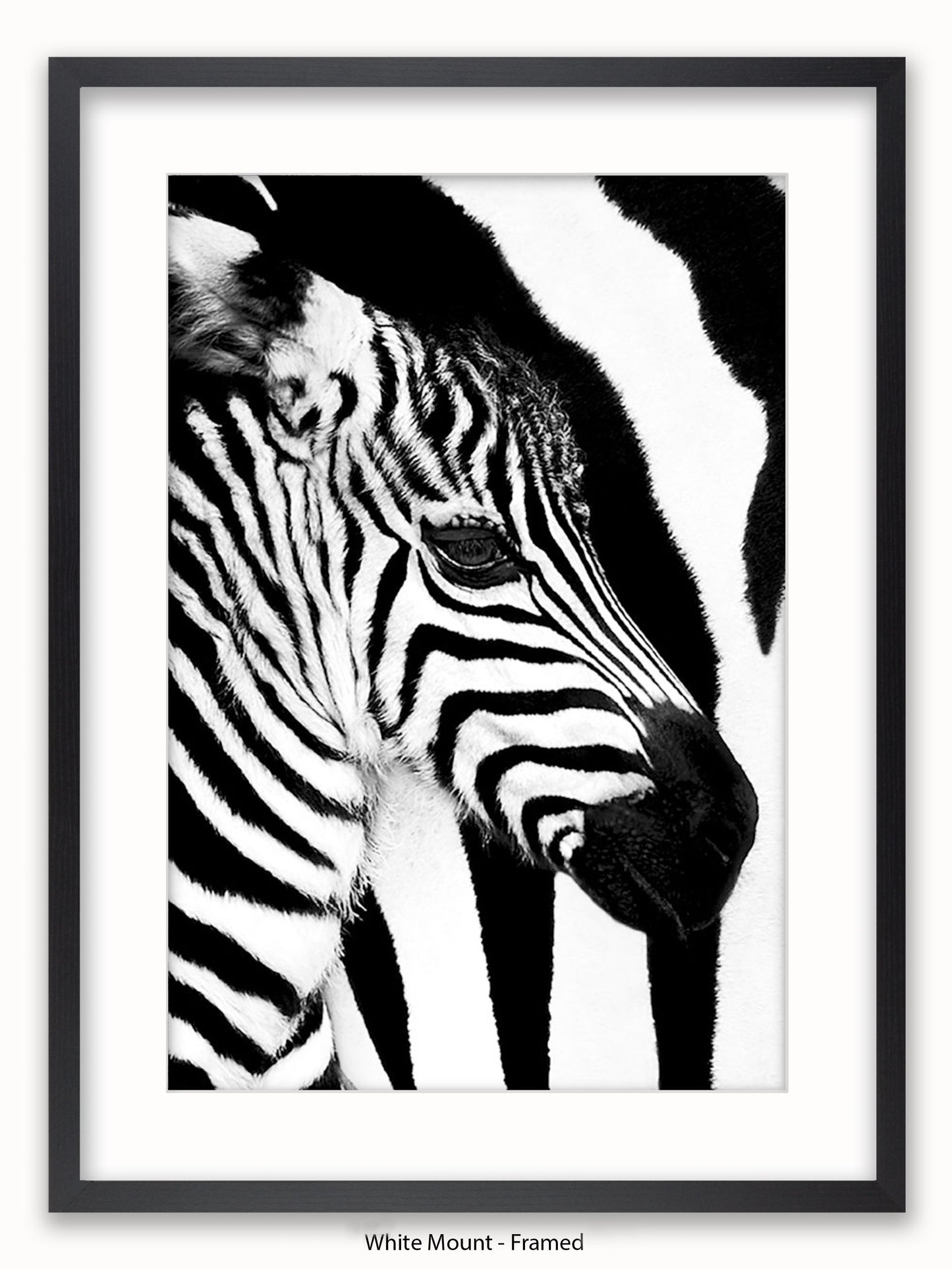 Zebra Mare & Foal Poster
