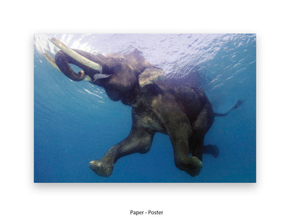 Elephant swimming gracefully underwater stunning wildlife photography poster print