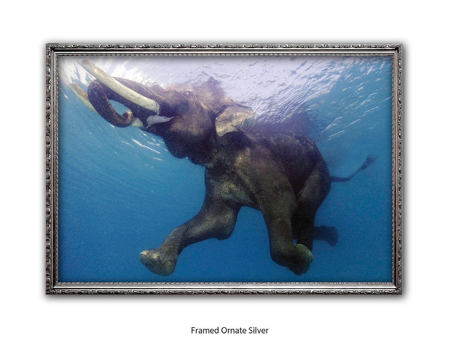 Elephant Underwater Wildlife Photo Poster