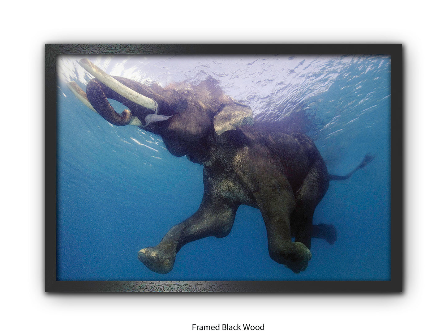 Elephant Underwater Wildlife Photo Poster