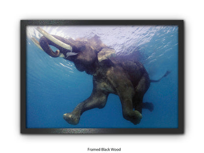 Elephant Underwater Wildlife Photo Poster