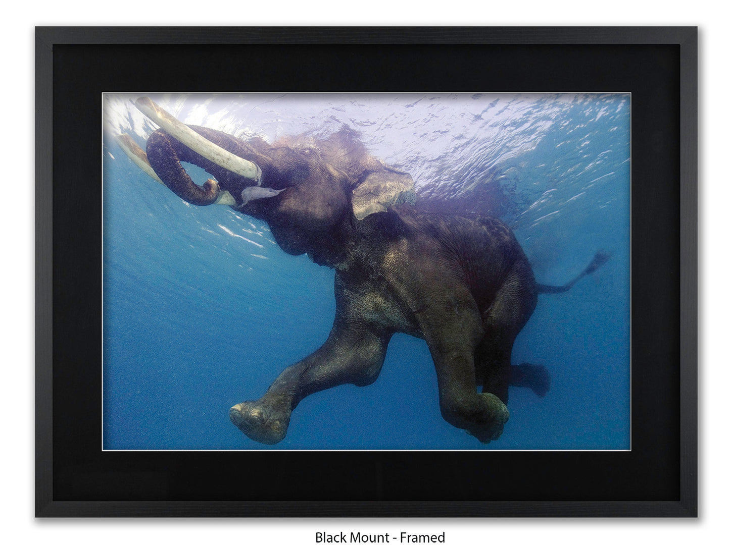 Elephant Underwater Wildlife Photo Poster