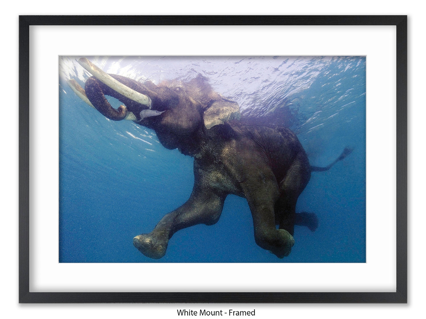 Elephant Underwater Wildlife Photo Poster