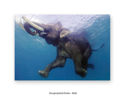 Elephant Underwater Wildlife Photo Poster