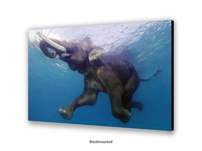 Elephant Underwater Wildlife Photo Poster