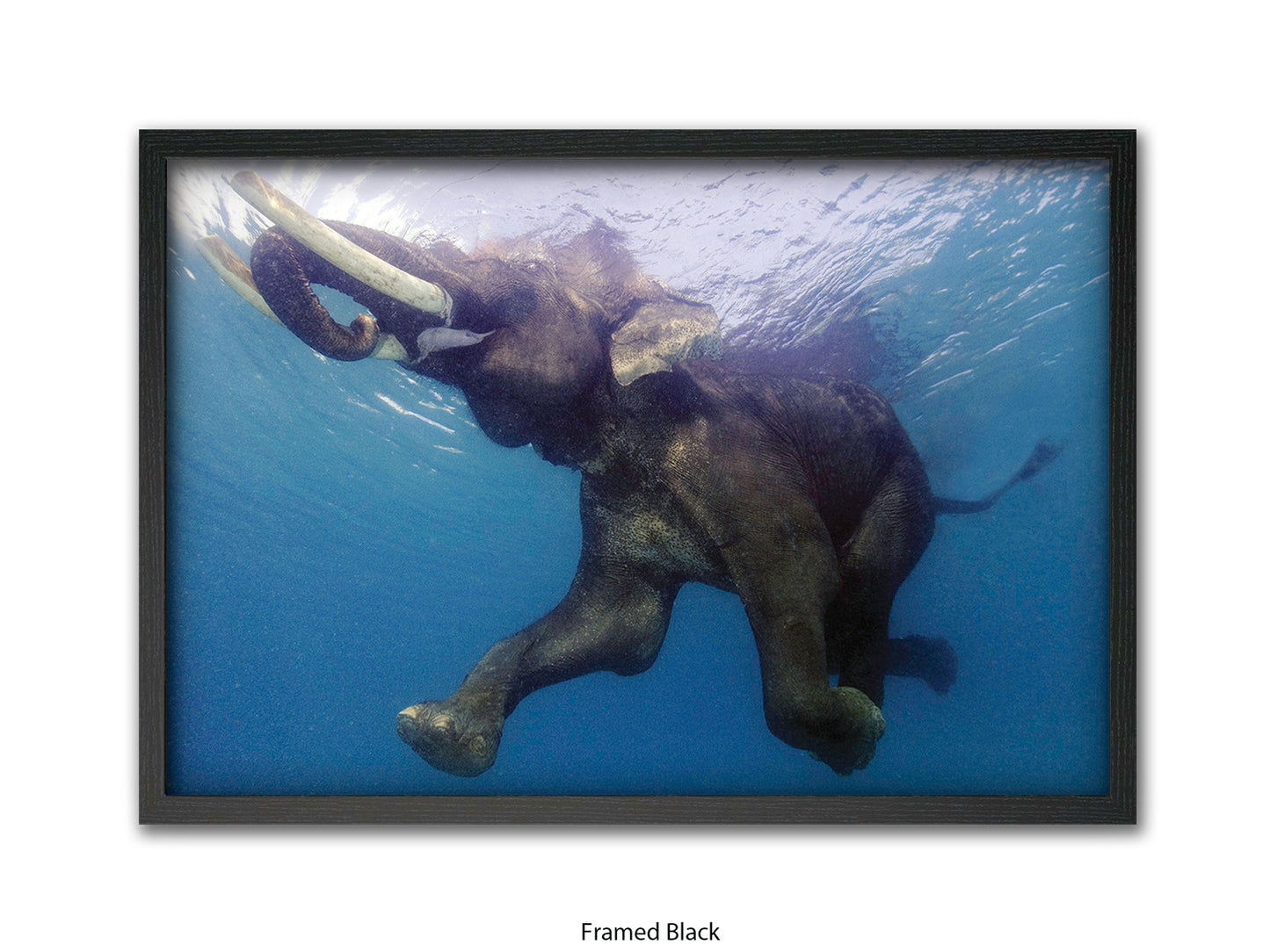 Elephant Underwater Wildlife Photo Poster