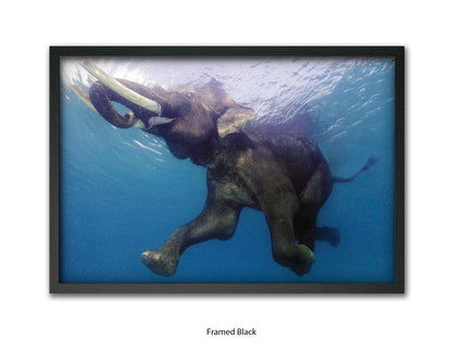 Elephant Underwater Wildlife Photo Poster