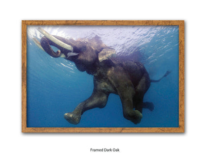 Elephant Underwater Wildlife Photo Poster