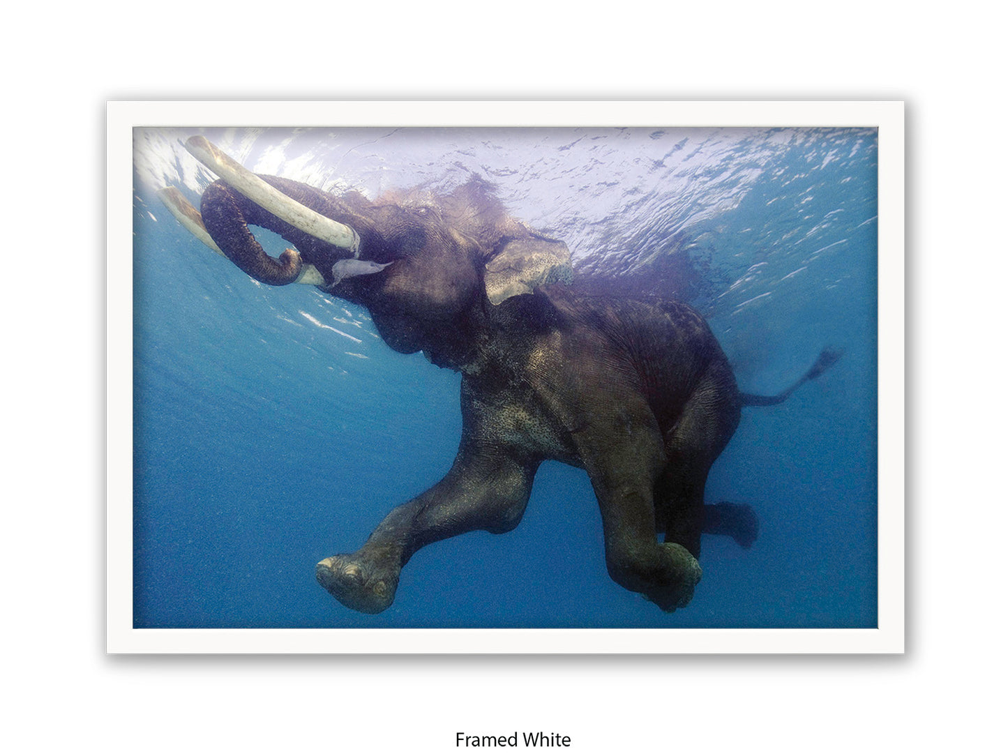 Elephant Underwater Wildlife Photo Poster