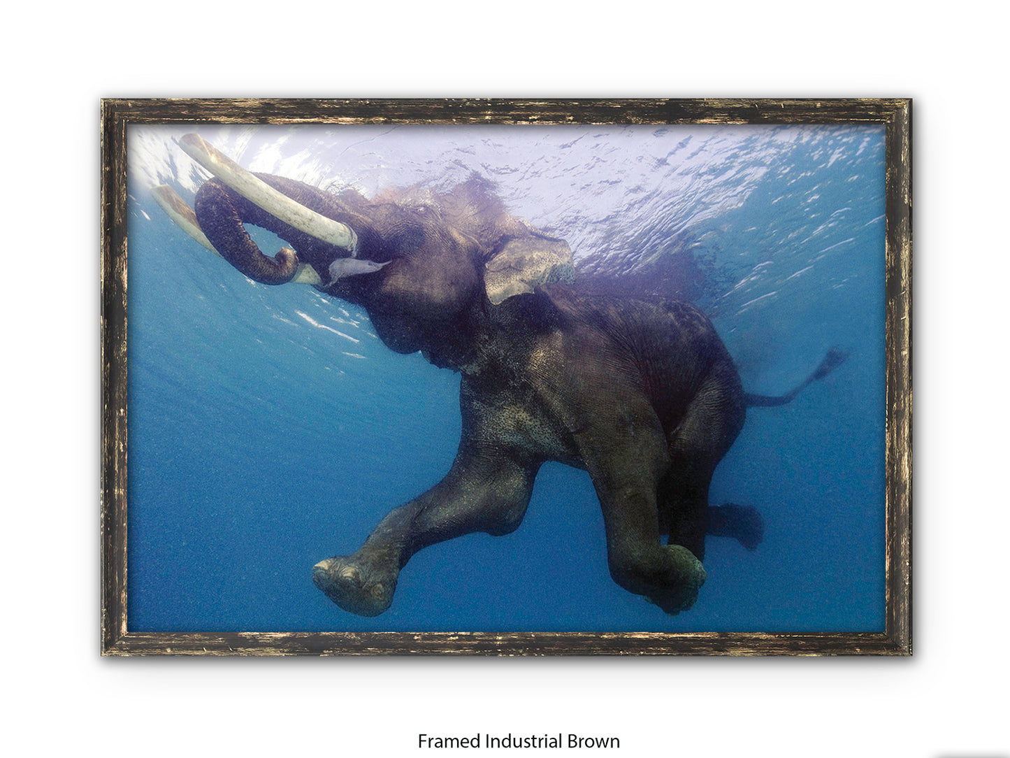 Elephant Underwater Wildlife Photo Poster