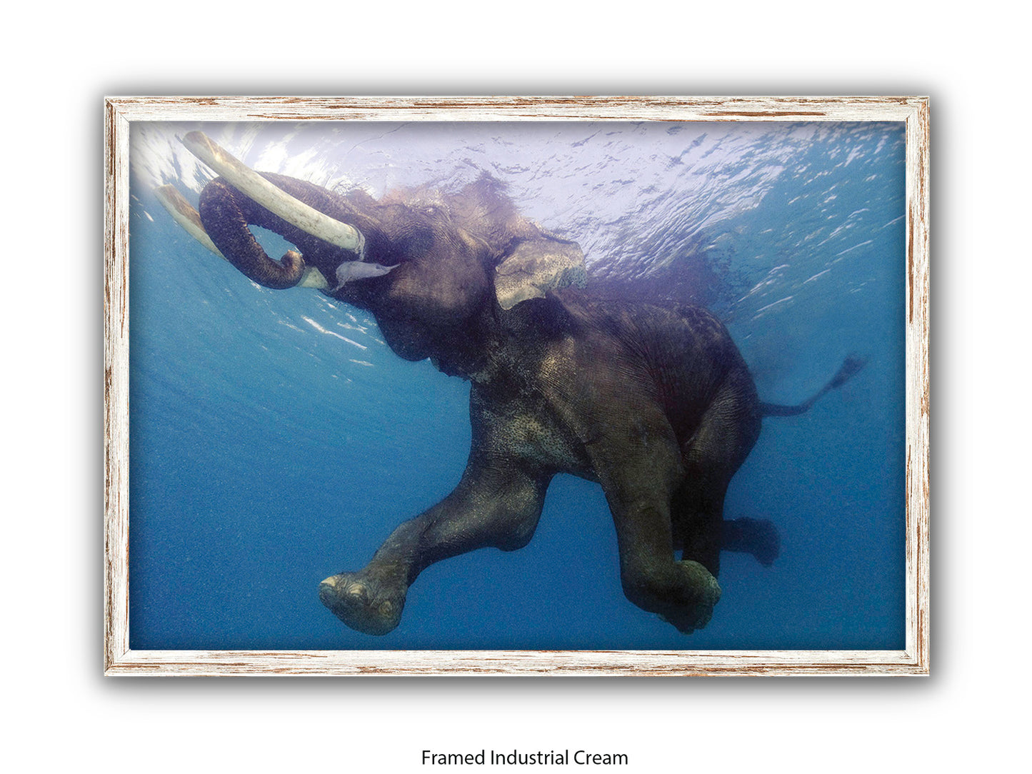 Elephant Underwater Wildlife Photo Poster