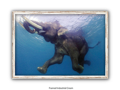 Elephant Underwater Wildlife Photo Poster