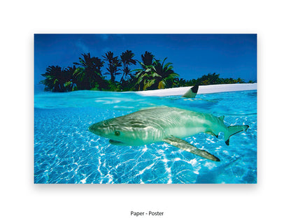 Blacktip shark swimming in ocean marine wildlife photography poster print