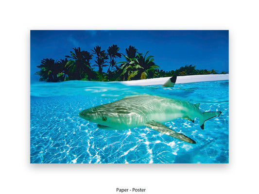 Blacktip shark swimming in ocean marine wildlife photography poster print