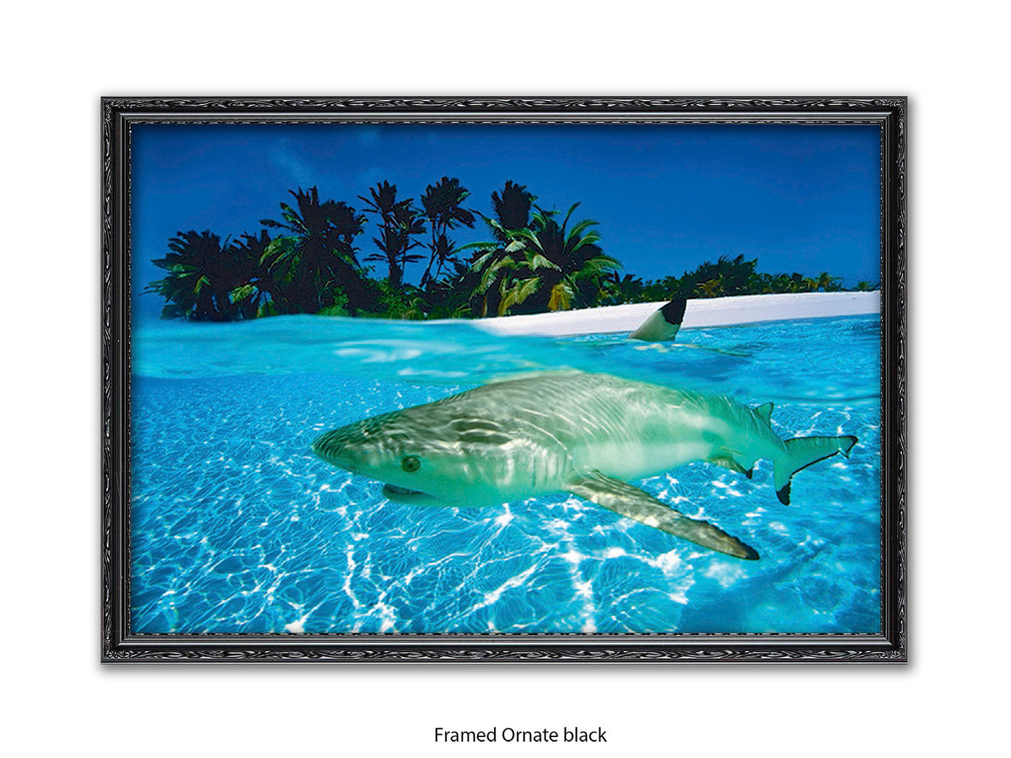 Black Tip Shark Marine Poster