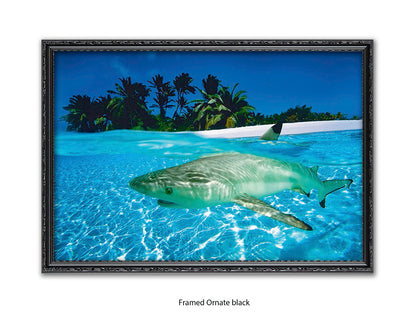 Black Tip Shark Marine Poster