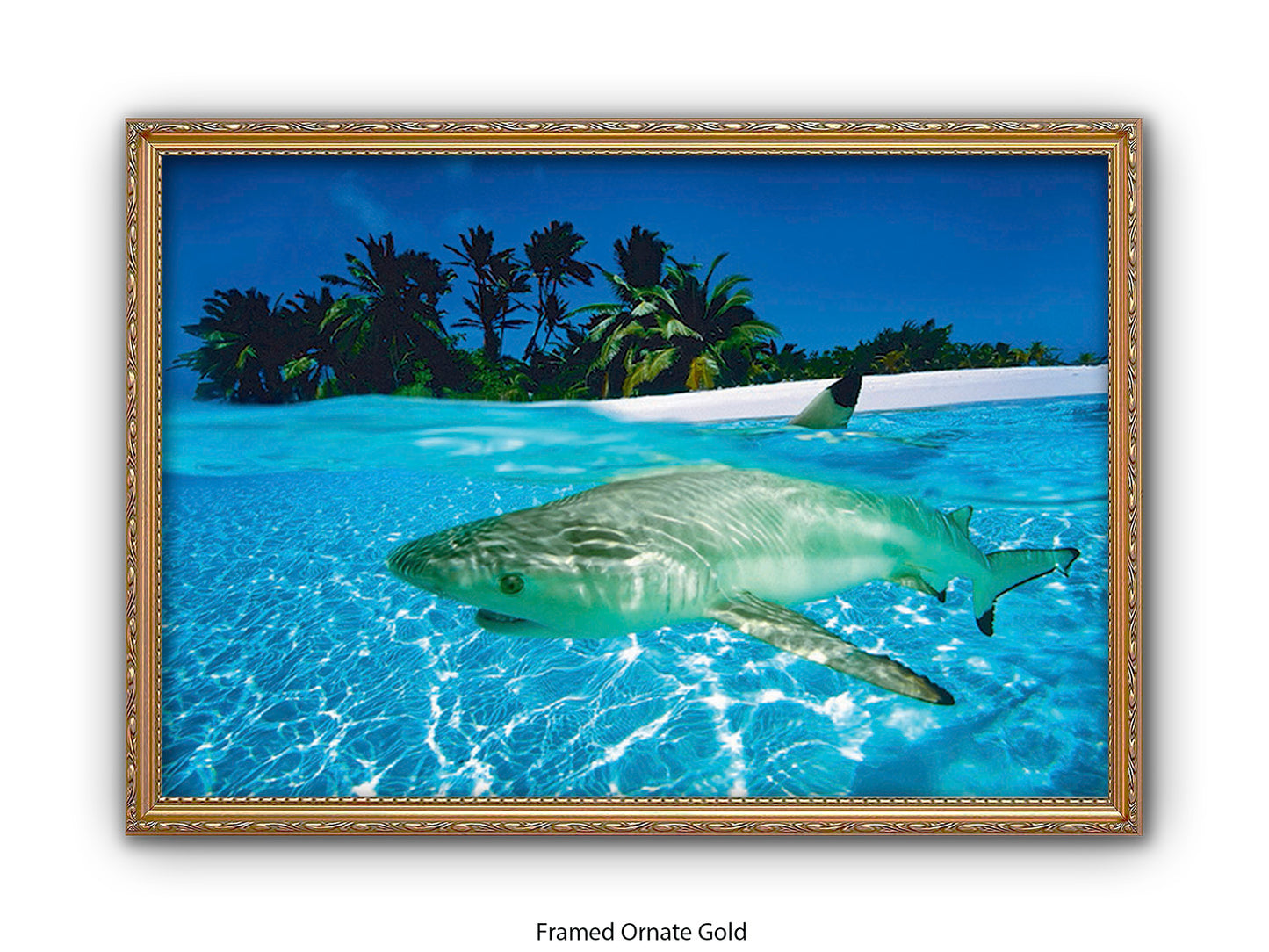 Black Tip Shark Marine Poster