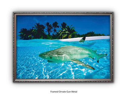 Black Tip Shark Marine Poster