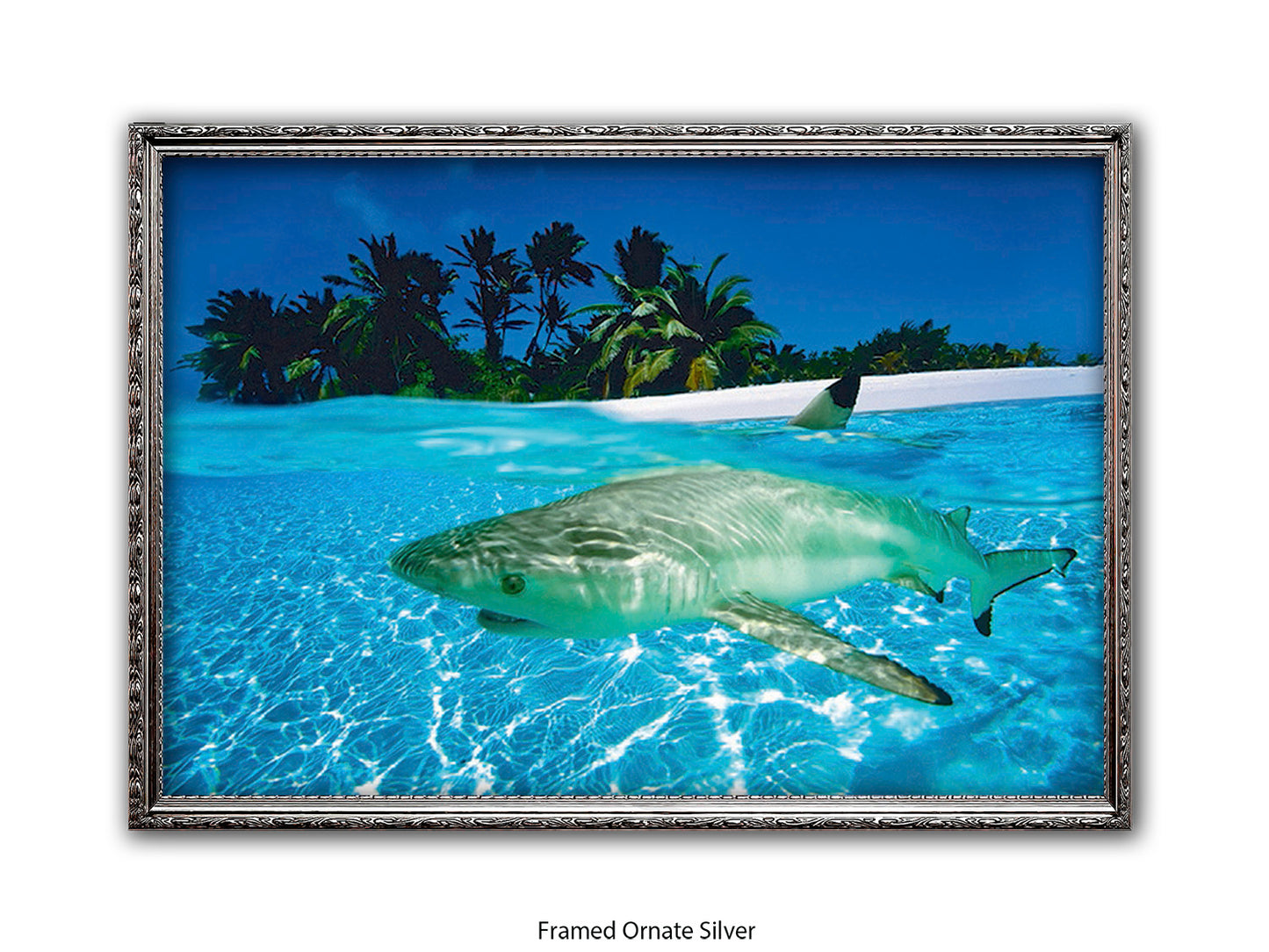 Black Tip Shark Marine Poster