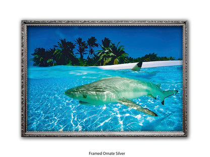Black Tip Shark Marine Poster