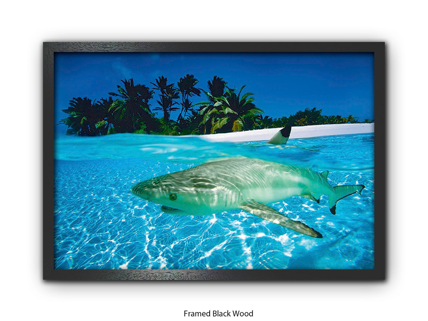 Black Tip Shark Marine Poster