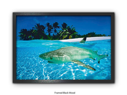 Black Tip Shark Marine Poster