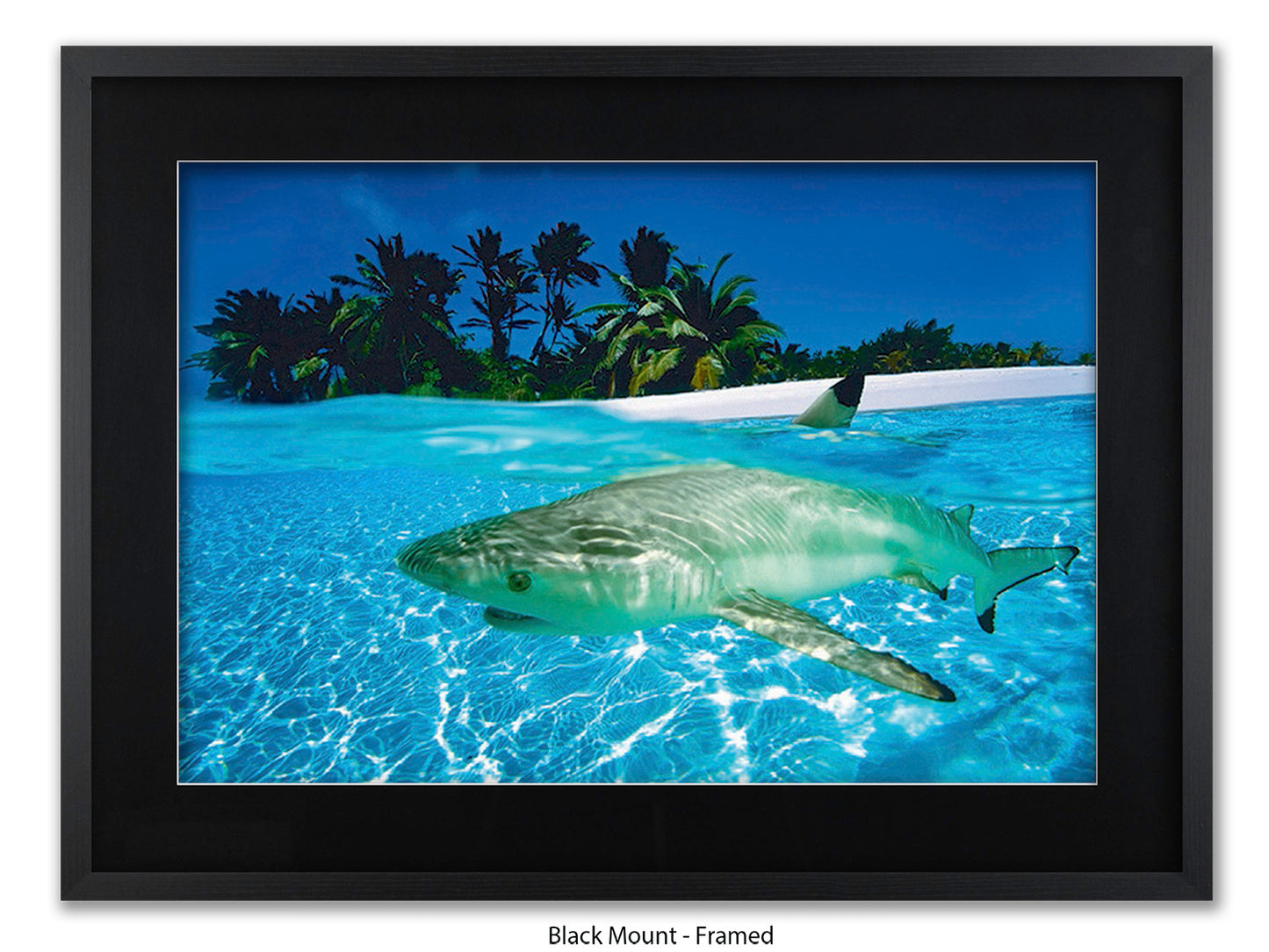 Black Tip Shark Marine Poster