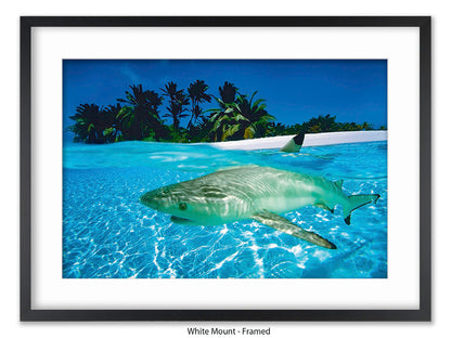 Black Tip Shark Marine Poster