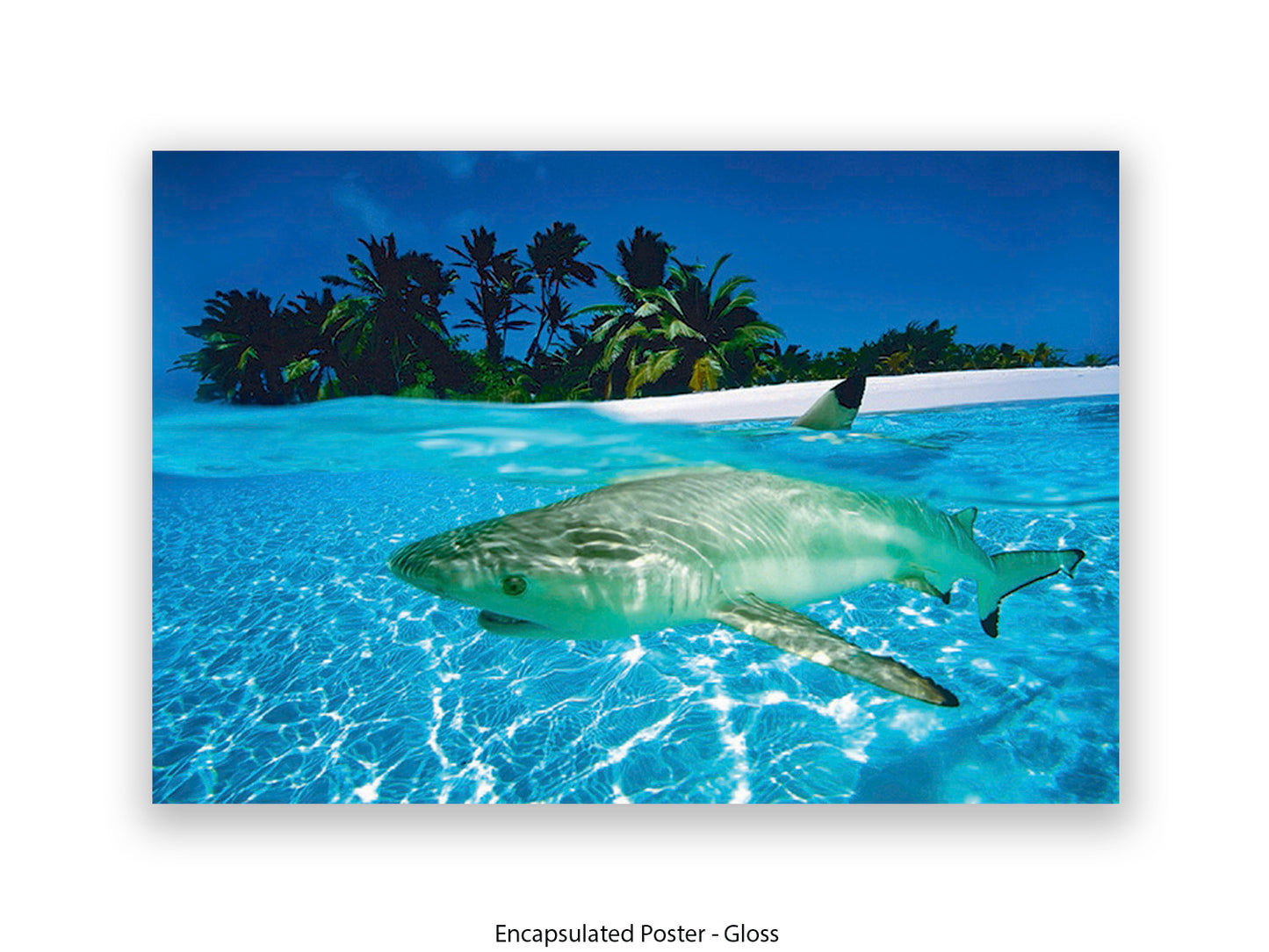 Black Tip Shark Marine Poster