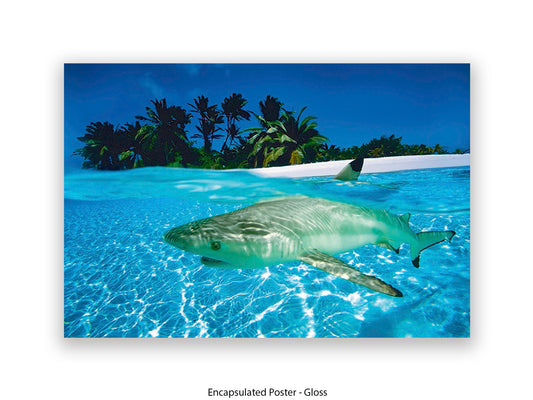 Black Tip Shark Marine Poster