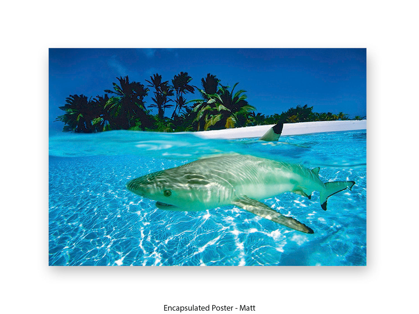 Black Tip Shark Marine Poster