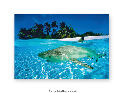 Black Tip Shark Marine Poster