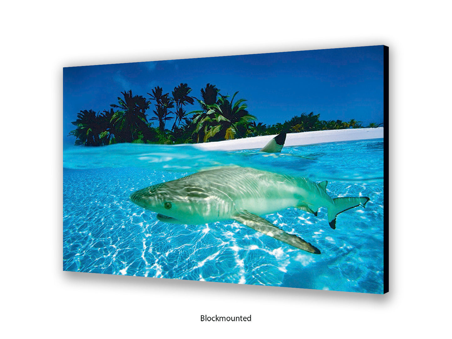 Black Tip Shark Marine Poster
