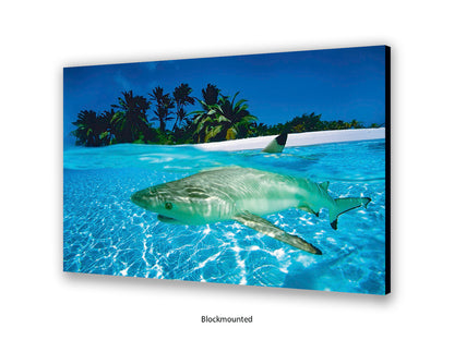 Black Tip Shark Marine Poster