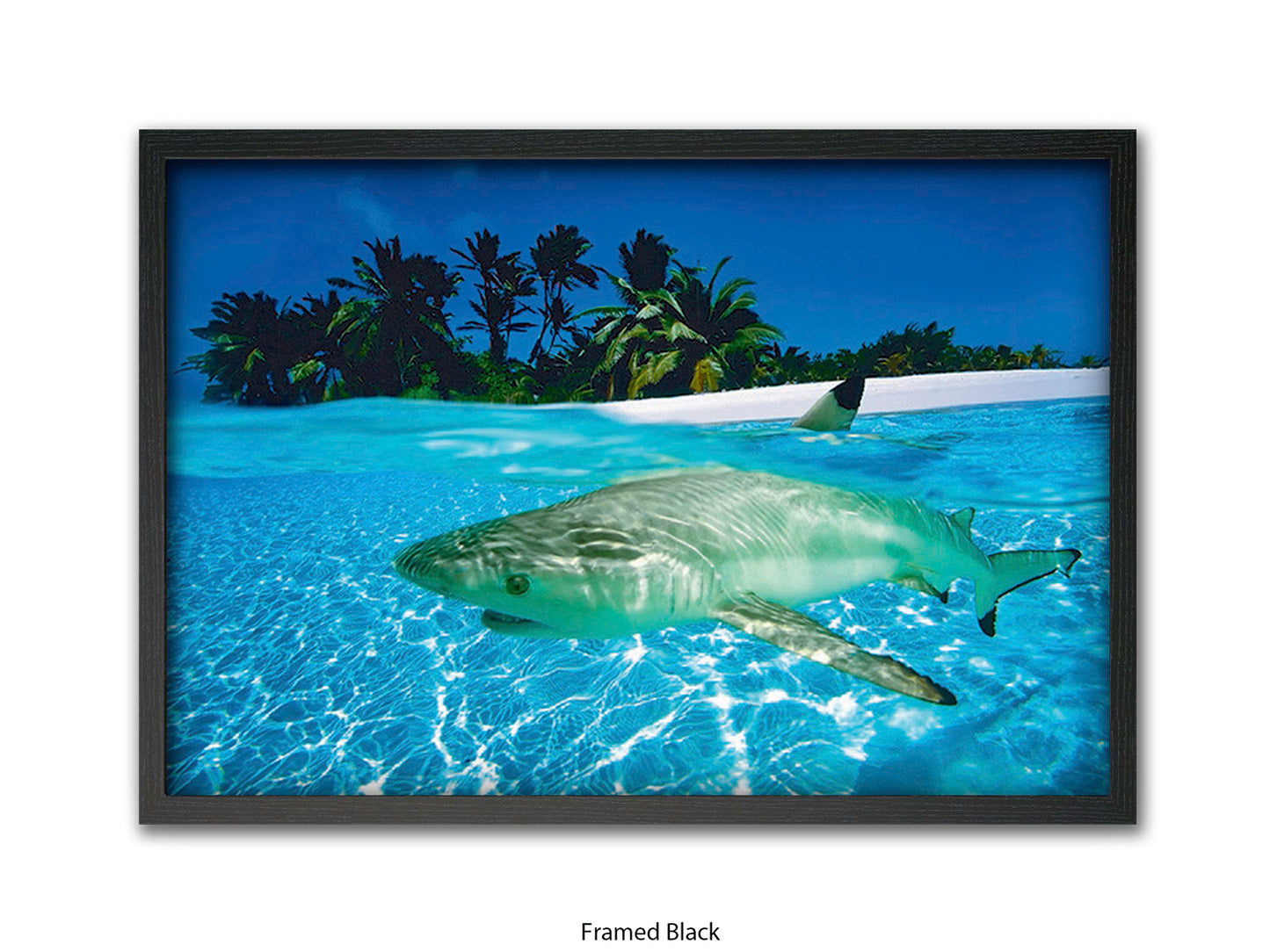 Black Tip Shark Marine Poster