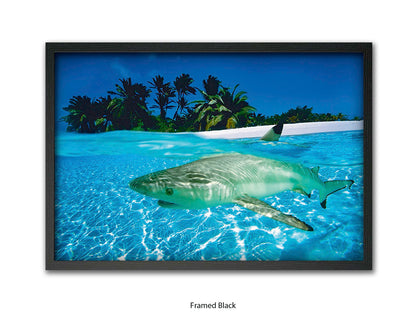 Black Tip Shark Marine Poster