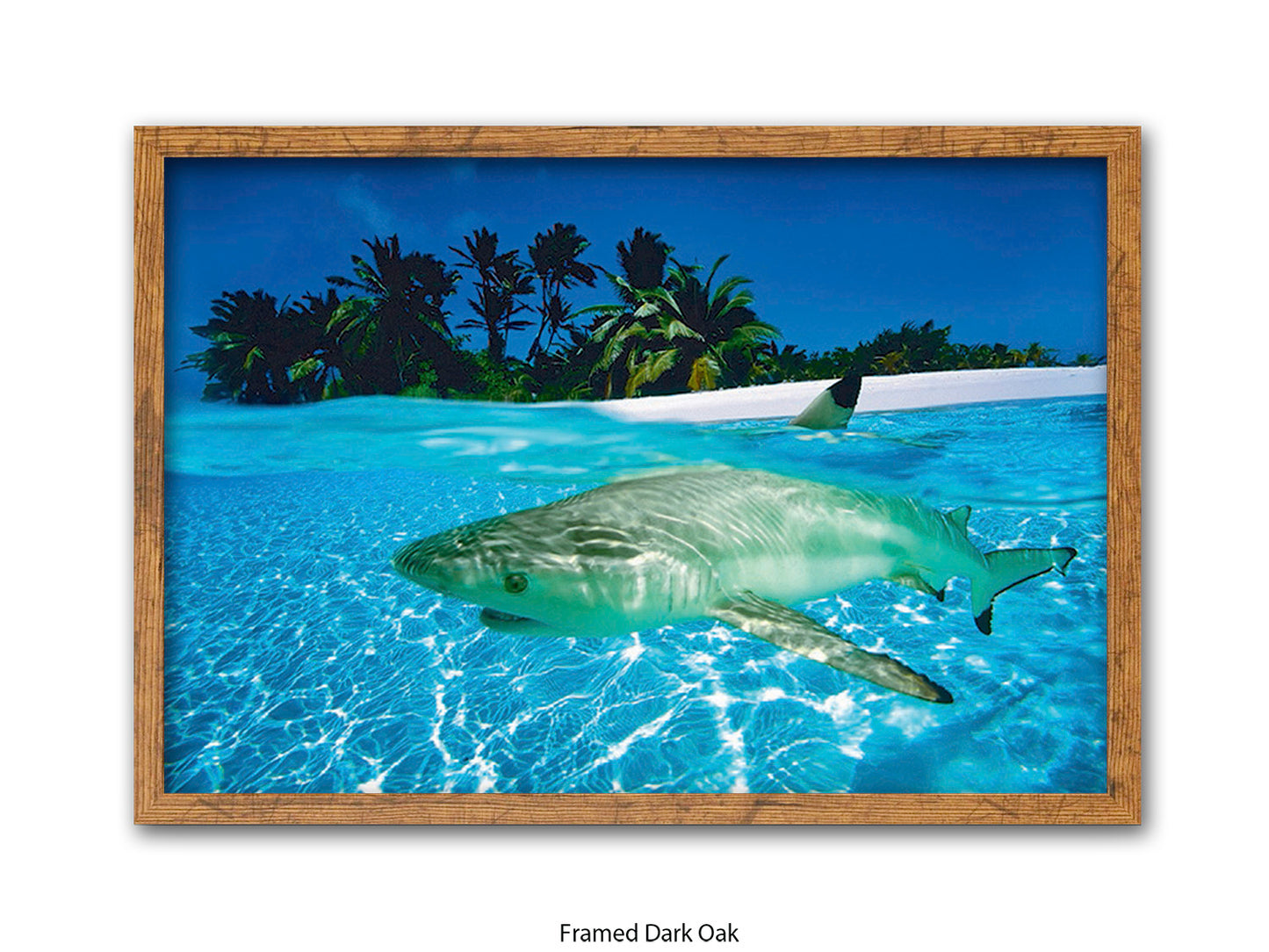 Black Tip Shark Marine Poster