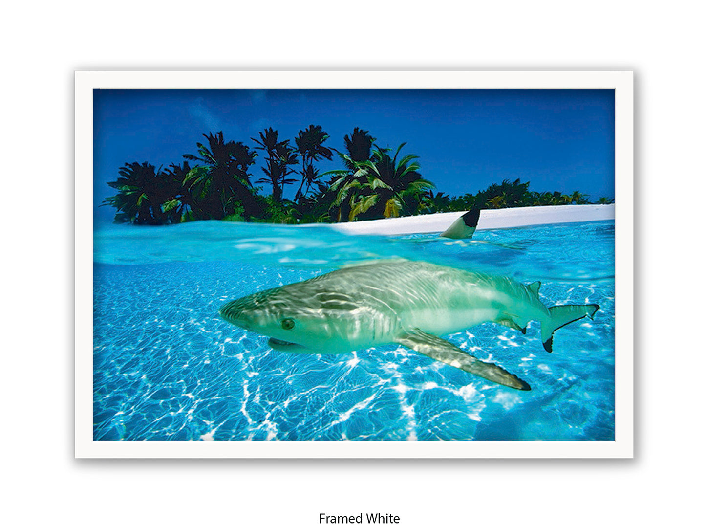 Black Tip Shark Marine Poster